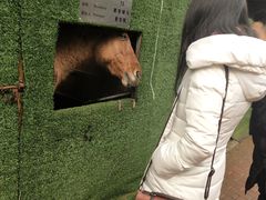 -昆城国际马术中心