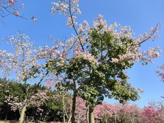 -风云岭森林公园