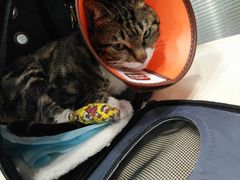 -骐奇宠物诊疗中心(南亭公路店)