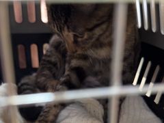 -宠福鑫康馨动物医院·骨科·眼科