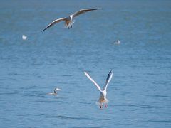 -黄河三峡风景名胜区