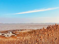 -上海吴淞炮台湾国家湿地公园