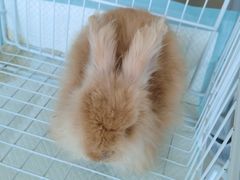 -怪兽屋·羊驼·猫咖·狗咖(俊华广场店)