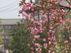 IMG_3328-西安青龙寺遗址景区