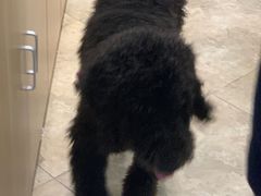 -美联众合动物医院·24h转诊中心