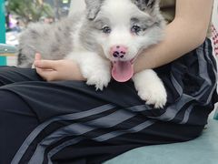 -博特宠物医院24h犬猫全科.骨科·异宠