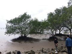 -宝安西湾红树林湿地公园