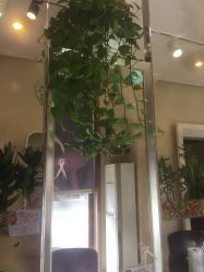 -卡尔诗·科技美肤连锁