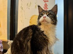 -豆逗聊愈猫阁Easy Life