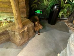 -Zoolung Zoolung动物主题公园(海信广场店)