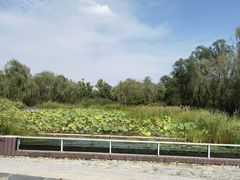 -翠湖国家城市湿地公园