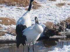 -钏路市丹顶鹤自然公园