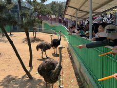 -西霞口神雕山野生动物世界
