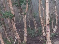 -灵山
