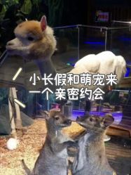-未来动物城动物主题公园(大悦城店)