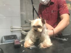 -宠物家(双井店)