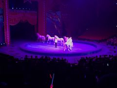 -珠海横琴长隆《卡卡虎奇遇记》