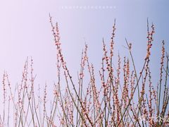 -香雪海