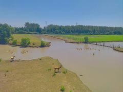 -溱湖国家湿地公园