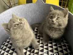 -喵zoo家庭繁育猫舍(尖东智能花园店)