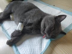-乐派堂宠物医院·猫友好· 心脏科(东街店)