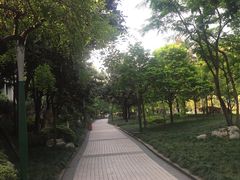 -神仙树公园