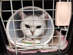 -伟伟宠物医院·CT影像中心·瑞派犬猫综合性门诊(汉口总院)