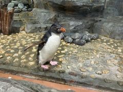 -大阪海游馆