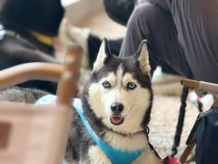 -J Create城市露营咖啡·简餐·宠物(上海动物园店)