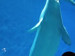 -芜湖新华联大白鲸海洋公园