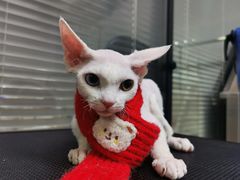 -车接车送·寄养洗护·德文猫舍(大宁店)