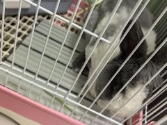 -宠物兔专门店(天丰利市场店)