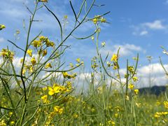 -光明小镇欢乐田园