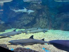 -烟台海昌鲸鲨海洋公园