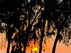 -宝安西湾红树林湿地公园