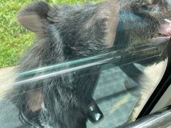 -西安秦岭野生动物园