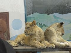 -大连森林动物园