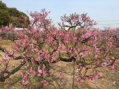 -南汇水蜜桃采摘(大团店)