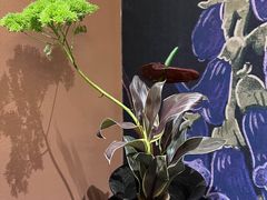 -滇野云南野生菌餐厅(陕西南路店)