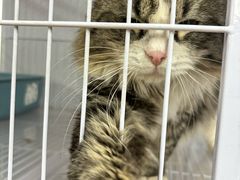 -喵百万·布偶·蓝金金渐层英短·猫舍(百子湾店)