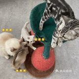 成都猫咖｜撸猫只有一次和无数次