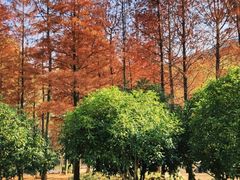 -宝界山林公园