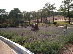 -松山湖南湖湾露营营地