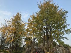 -秀丽东方