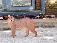 -北京野生动物园