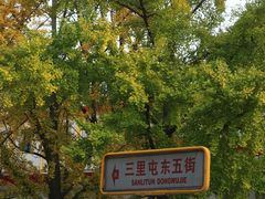 -三里屯东五街银杏大道
