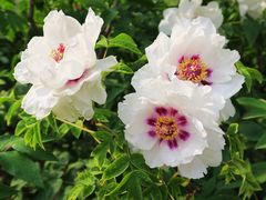 -洛阳市隋唐城遗址植物园