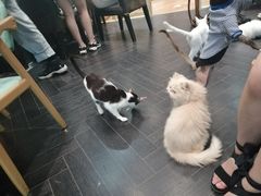 -猫色咖啡·猫咖
