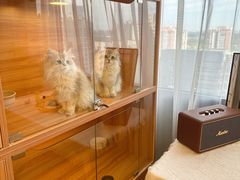 -猫十亿·布偶金渐层·曼基康矮脚猫舍(青年路店)