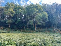-杭州西湖风景名胜区-满觉陇四眼井